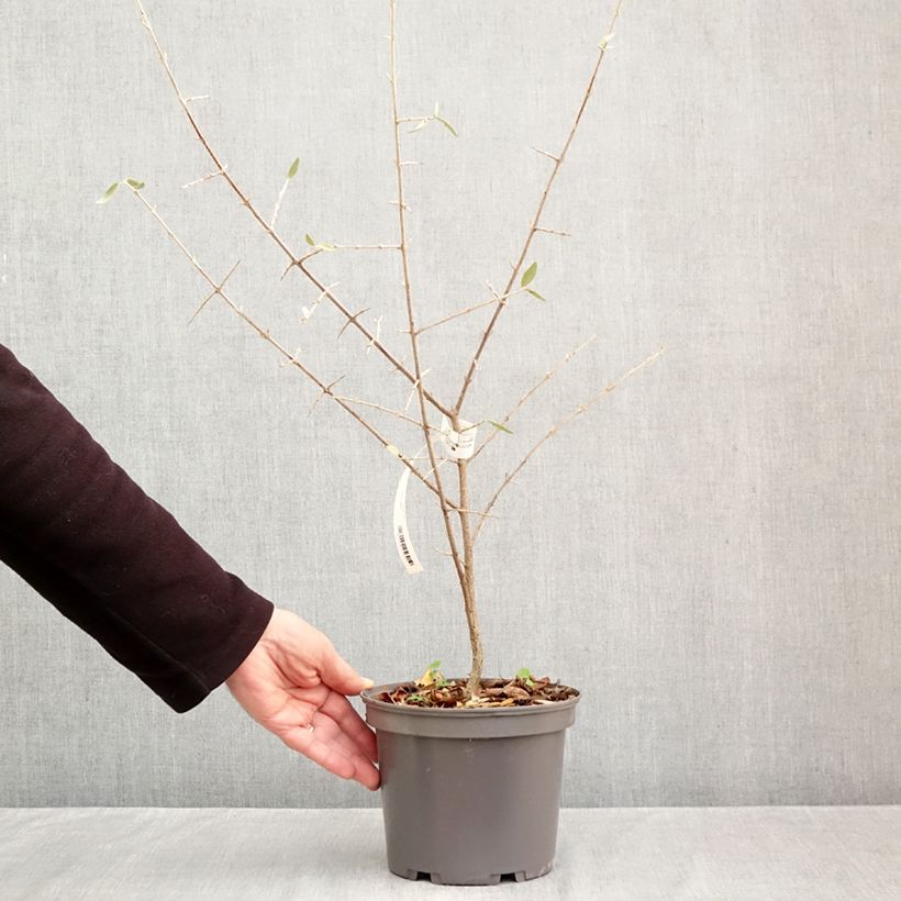 Amostra de Shepherdia argentea Vaso de 3 L/4 L tal como entregue no outono