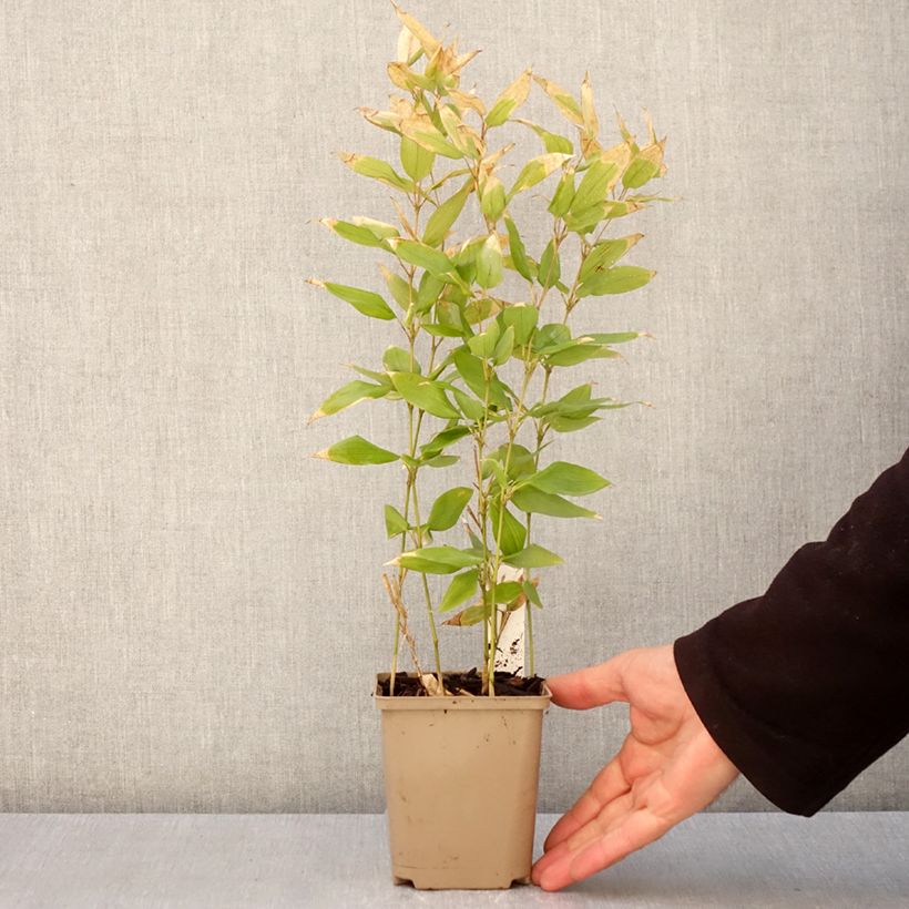 Amostra de Shibataea kumasaca Vaso de 8/9 cm tal como entregue na primavera