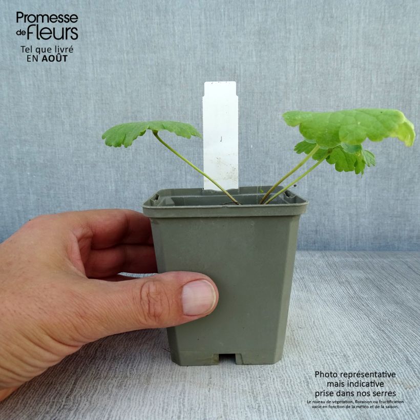 Amostra de Sidalcea Little Princess Vaso de 8/9 cm tal como entregue no verão