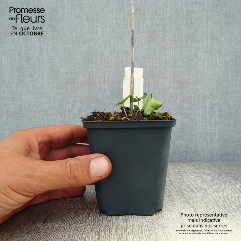 Amostra de Sidalcea malviflora Elsie Heugh Vaso de 8/9 cm tal como entregue no outono