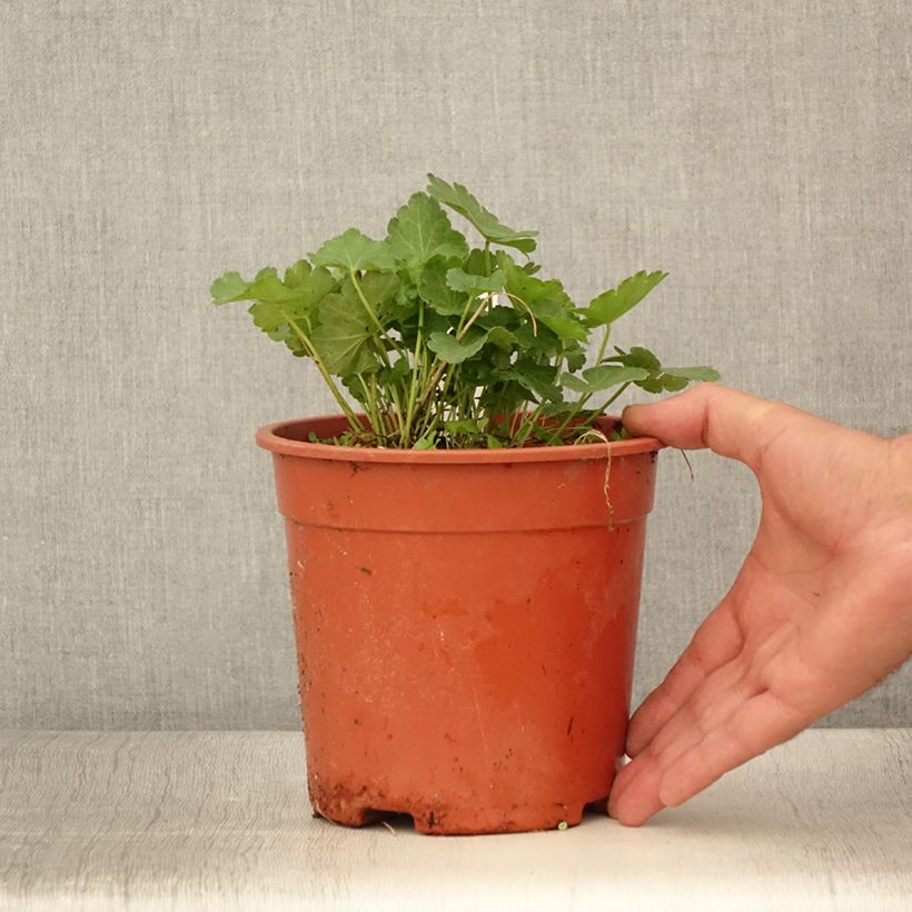 Amostra de Sidalcea malviflora Elsie Heugh Vaso de 2 L/3 L tal como entregue no verão