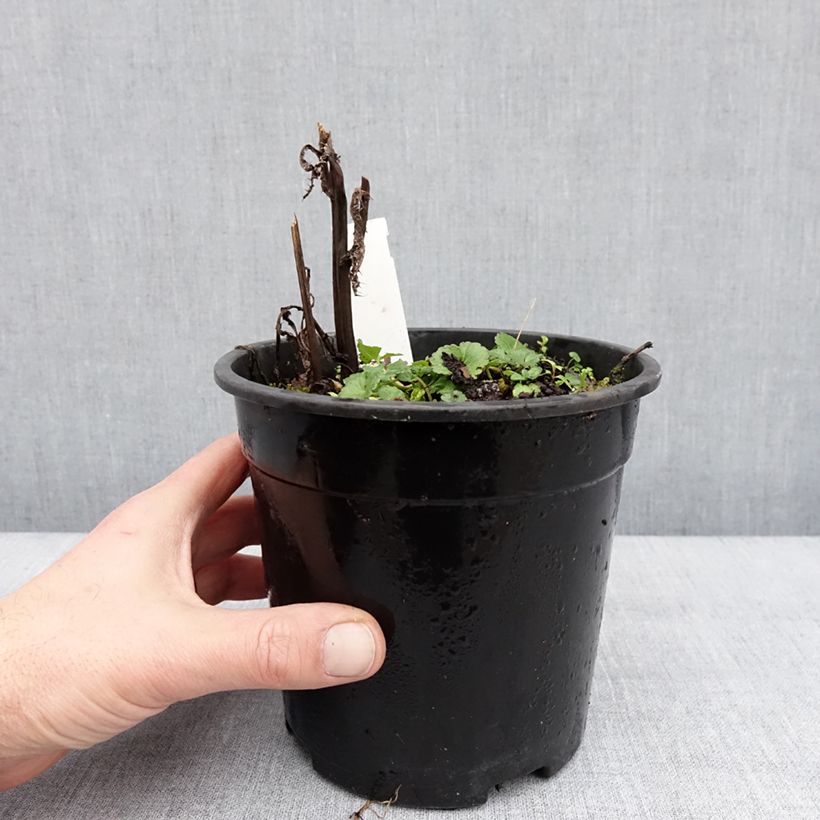 Amostra de Sidalcea malviflora Elsie Heugh Vaso de 2 L/3 L tal como entregue no inverno