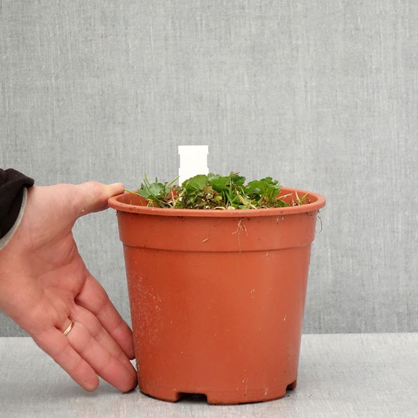 Amostra de Sidalcea malviflora Elsie Heugh Vaso de 2 L/3 L tal como entregue na primavera