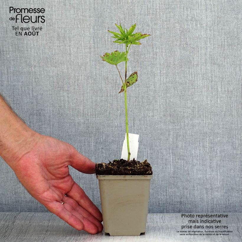 Amostra de Sidalcea oregana Brilliant Vaso de 8/9 cm tal como entregue no verão