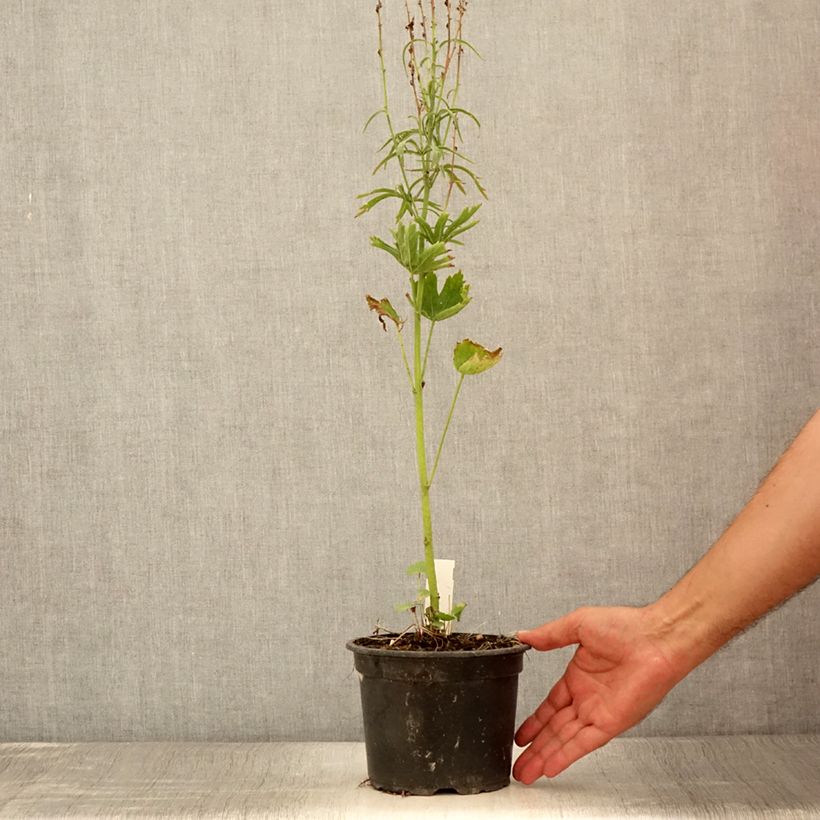 Amostra de Sidalcea oregana Brilliant Vaso de 2 L/3 L tal como entregue no verão