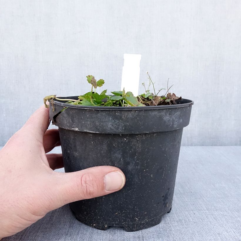 Amostra de Sidalcea oregana Brilliant - Sidalcée Vaso de 2 L/3 L tal como entregue no inverno