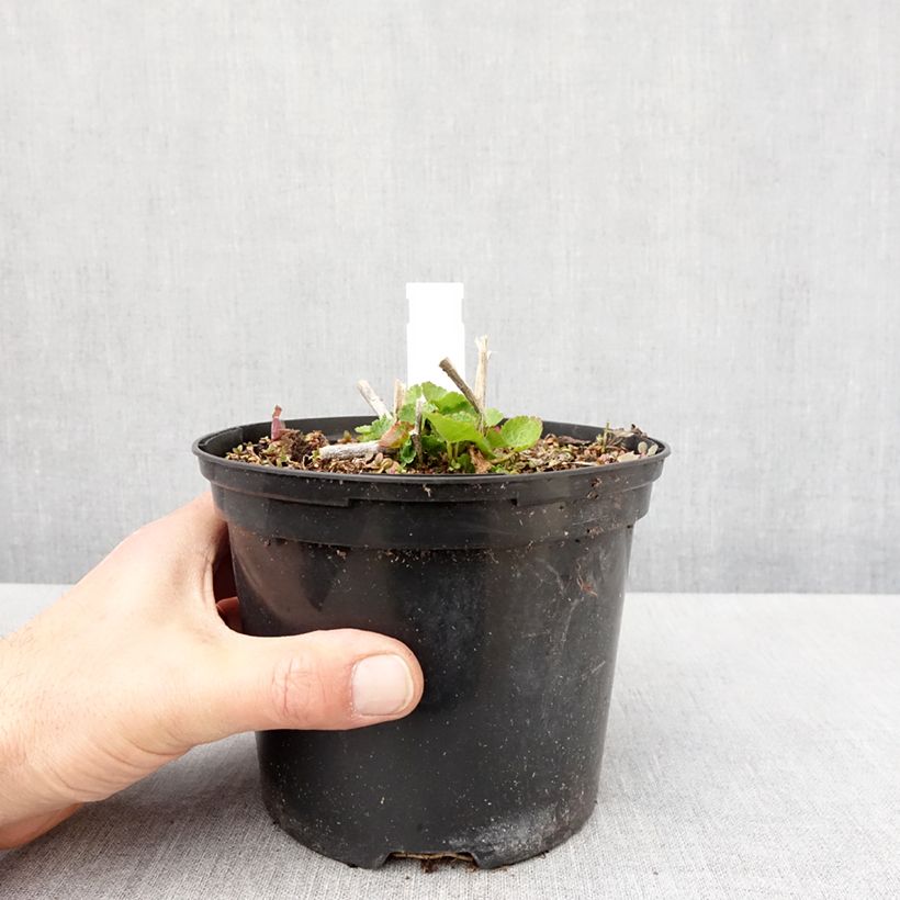 Amostra de Sidalcea oregana Brilliant Vaso de 2 L/3 L tal como entregue na primavera