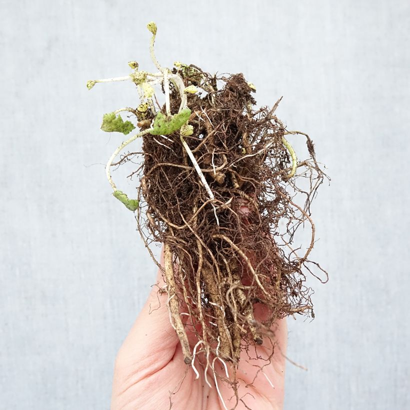 Amostra de Sidalcea oregana Brilliant Raízes nuas tal como entregue no inverno