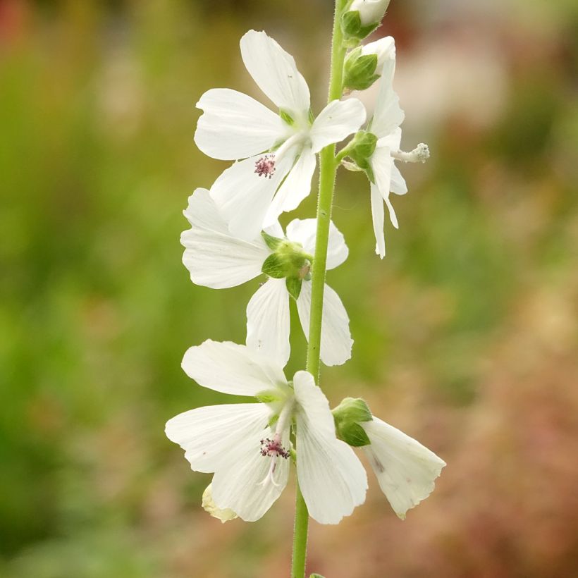 Sidalcea candida (Floração)