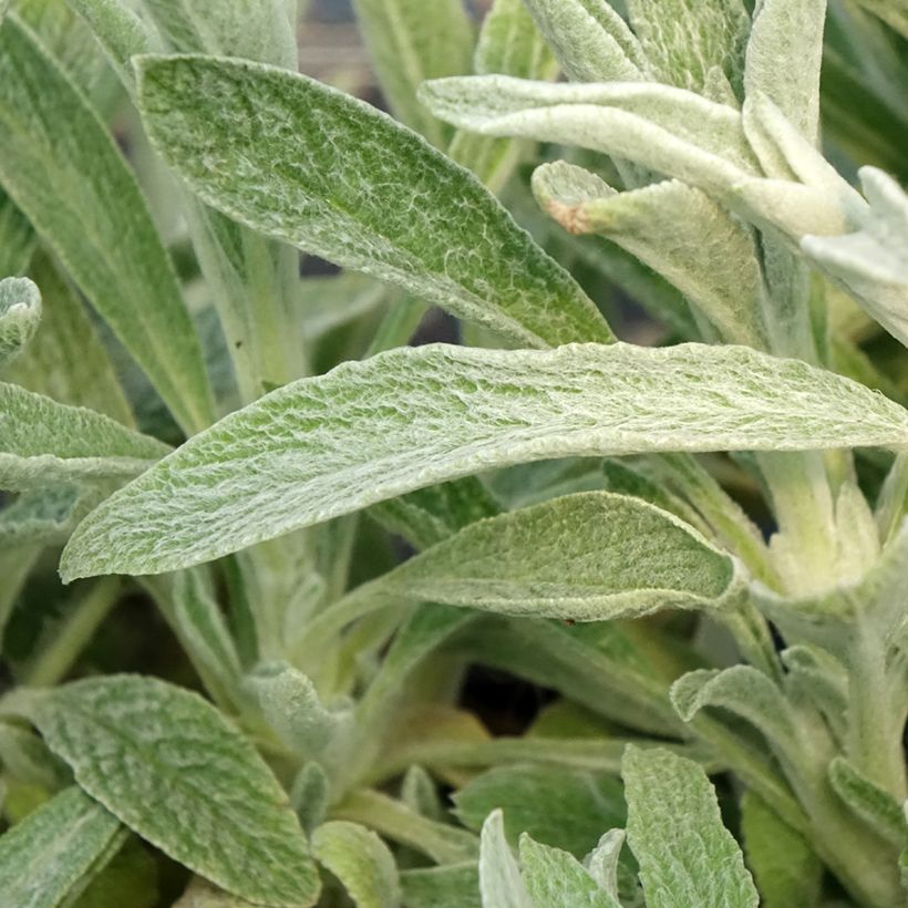 Sideritis scardica - Chá grego (Folhagem)