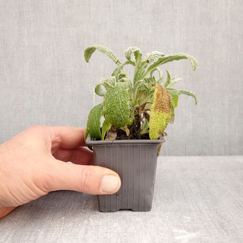 Amostra de Sideritis scardica - Chá grego Vaso de 8/9 cm tal como entregue no outono