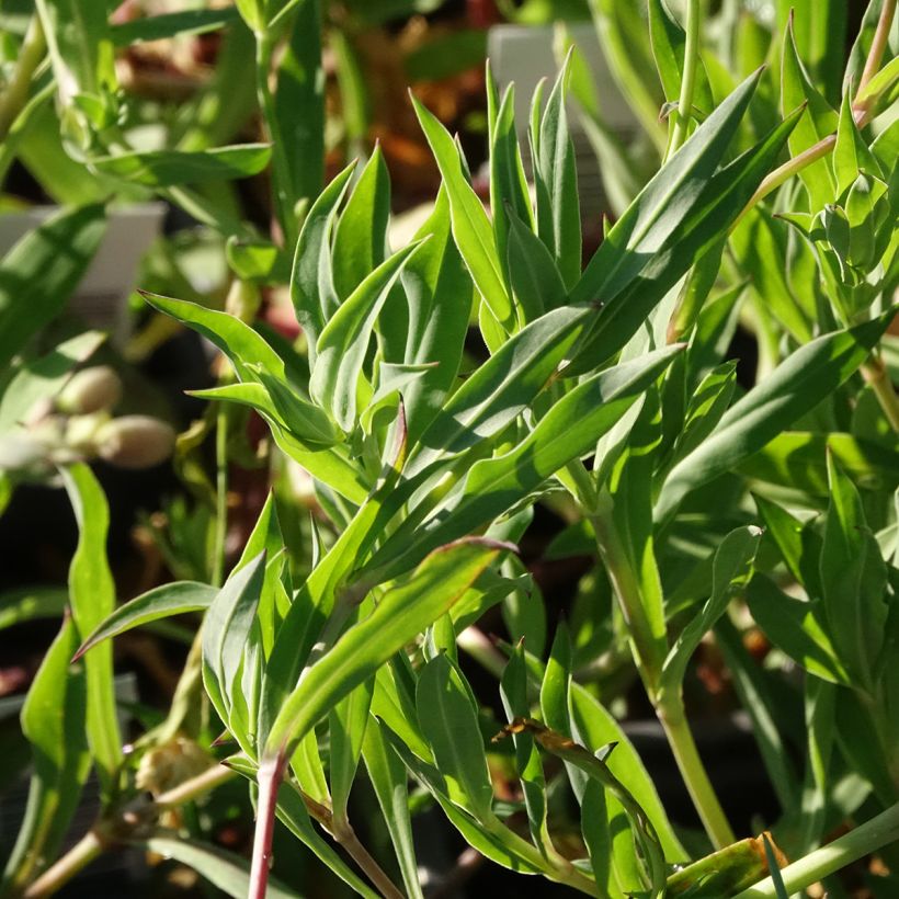 Silene vulgaris - Colchete (Folhagem)