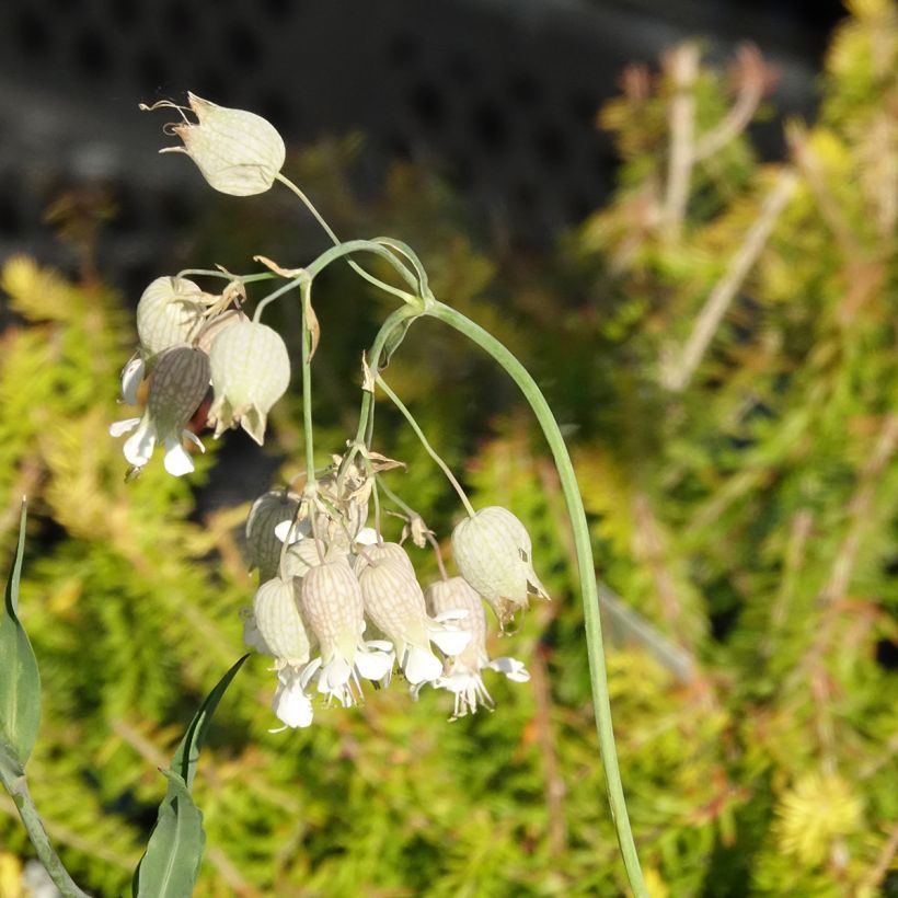 Silene vulgaris - Colchete (Floração)