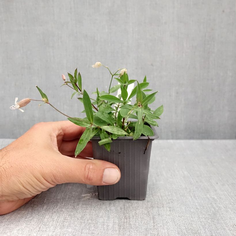 Amostra de Silene vulgaris - Colchete Vaso de 8/9 cm tal como entregue no outono