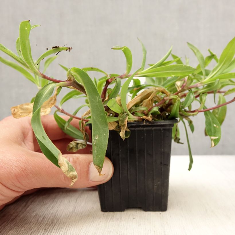 Amostra de Silène enflé ou commun - Silene vulgaris Godet de 8/9 cm tal como entregue na primavera