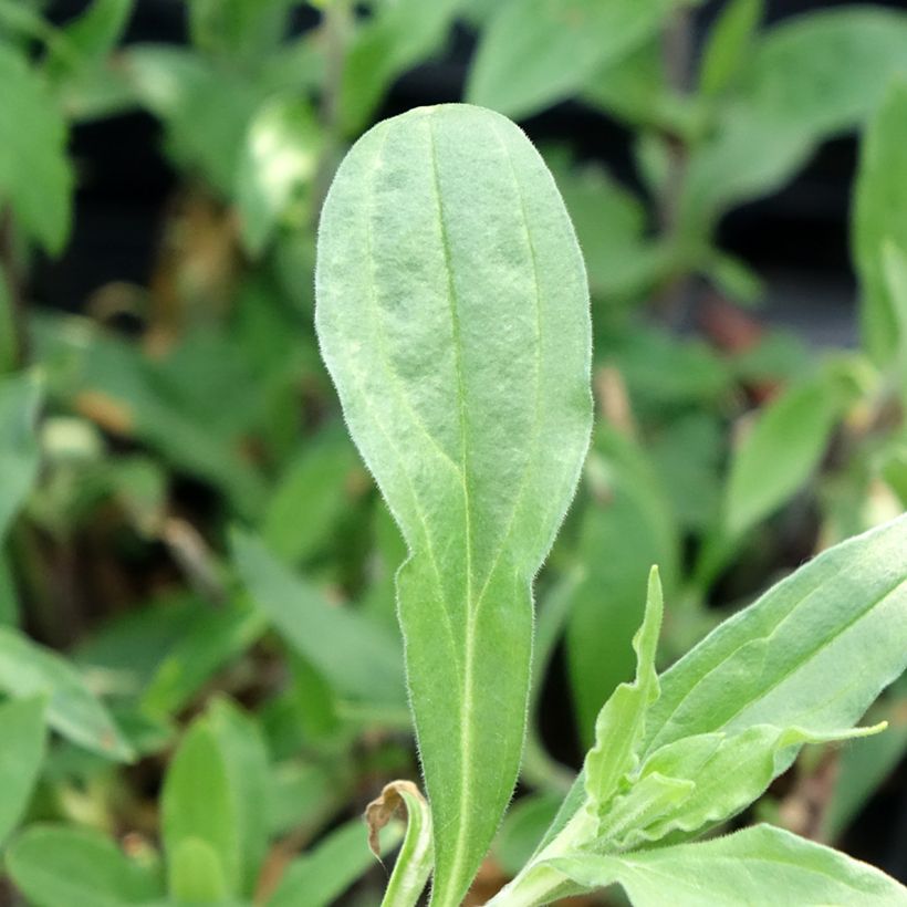 Silene latifolia subsp. alba (Folhagem)