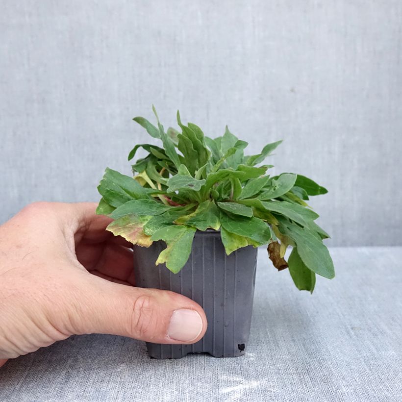 Amostra de Silene latifolia subsp. alba - Compagnon blanc Godet de 8/9 cm tal como entregue no outono