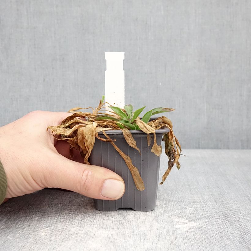 Amostra de Silene latifolia subsp. alba Vaso de 8/9 cm tal como entregue no inverno