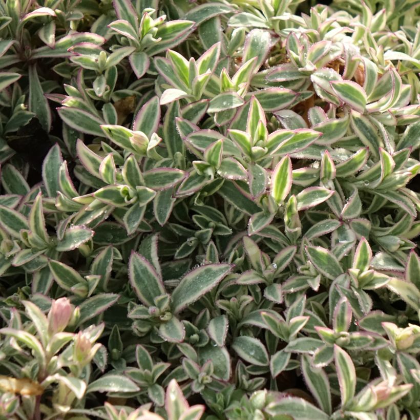 Silene uniflora Druett's Variegated - Silene-marítima (Folhagem)