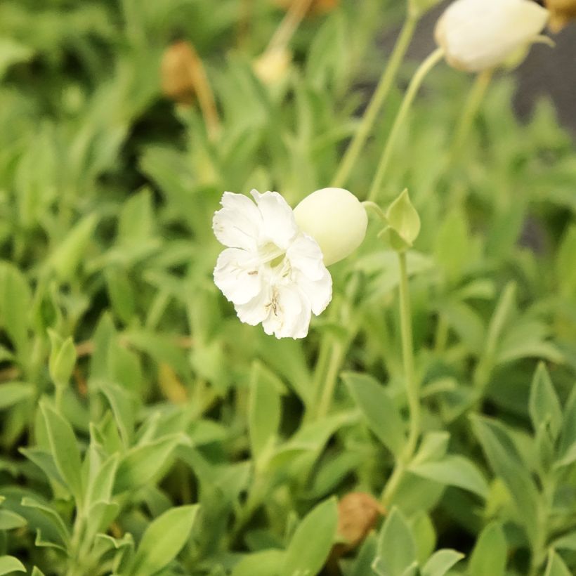 Silene uniflora Weisskehlchen (Floração)