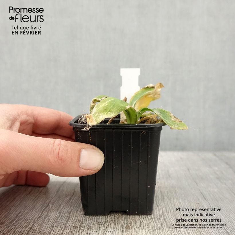 Amostra de Silene regia Vaso de 8/9 cm tal como entregue no inverno