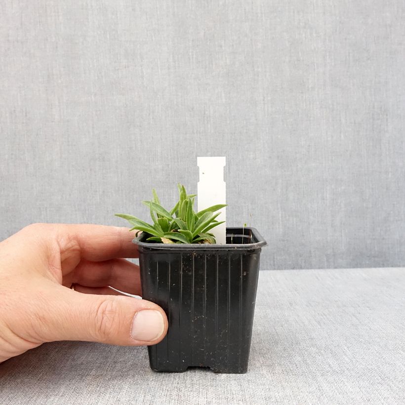 Amostra de Silene regia - Silene-real Vaso de 8/9 cm tal como entregue na primavera