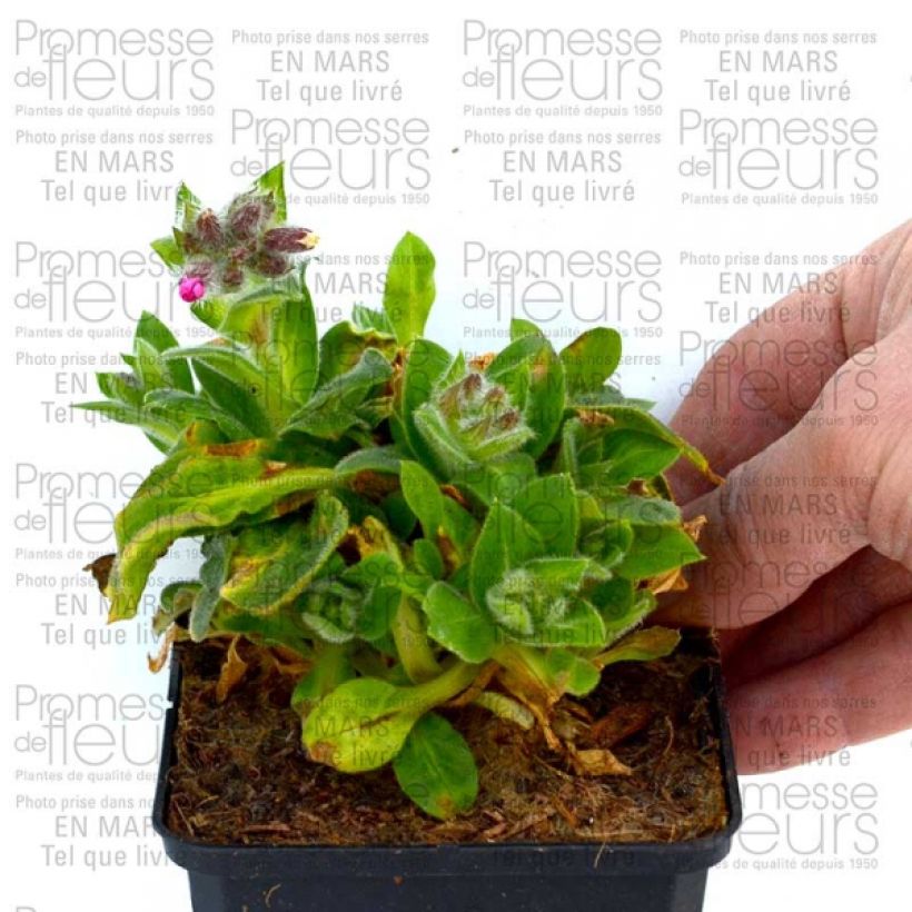 Exemplo de amostra de Silène rub. Rollies Favorite - Silene robotii Godet de 7/8 cm tal como entregue