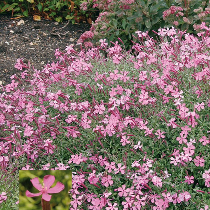 Silene schafta Splendens (Floração)