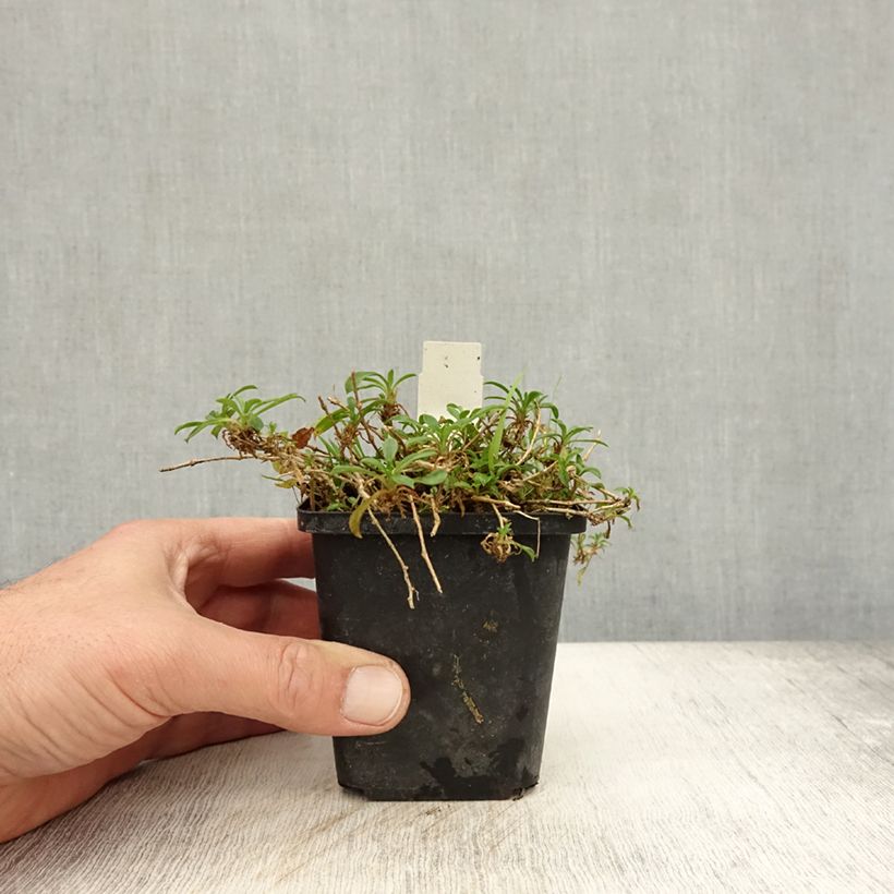 Amostra de Silene schafta Vaso de 8/9 cm tal como entregue no outono