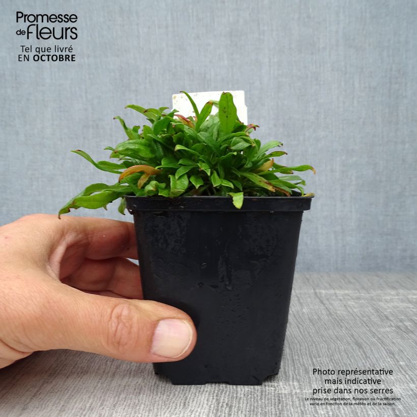 Amostra de Silene schafta Splendens Vaso de 8/9 cm tal como entregue no outono