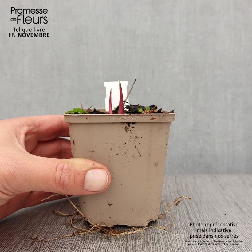 Amostra de Silphium laciniatum Vaso de 8/9 cm tal como entregue no outono