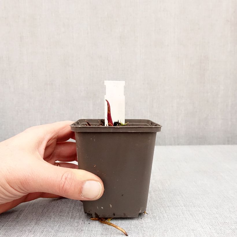 Amostra de Silphium laciniatum Vaso de 8/9 cm tal como entregue no inverno