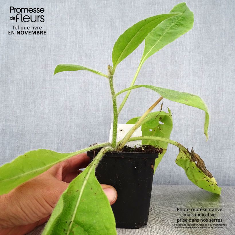Amostra de Silphium mohrii  Godet de 8/9 cm tal como entregue no outono