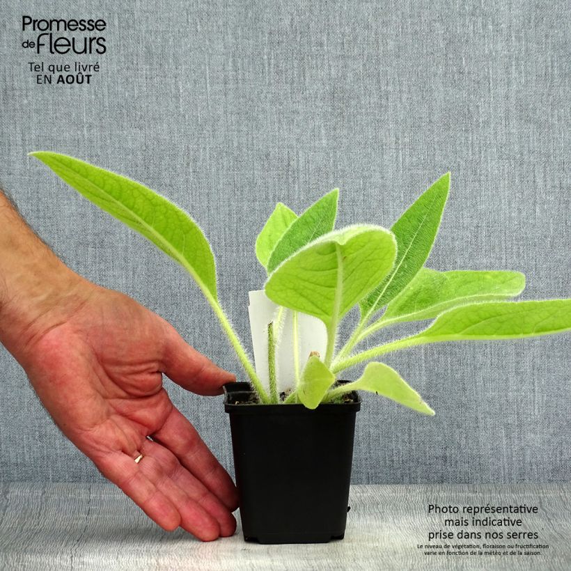 Amostra de Silphium mohrii Vaso de 8/9 cm tal como entregue no verão
