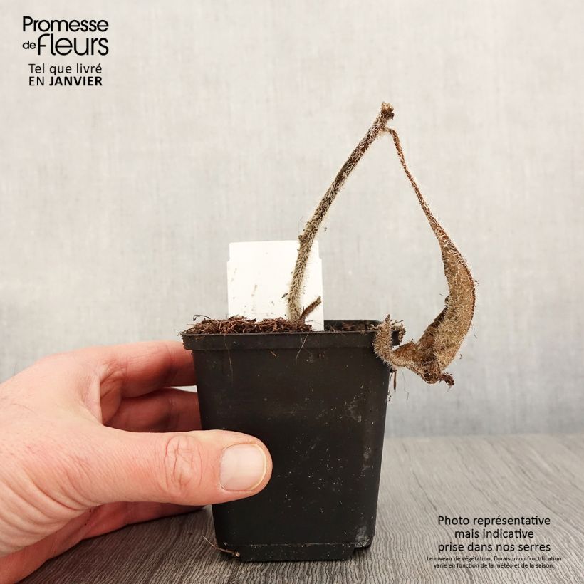 Amostra de Silphium mohrii  Godet de 8/9 cm tal como entregue no inverno