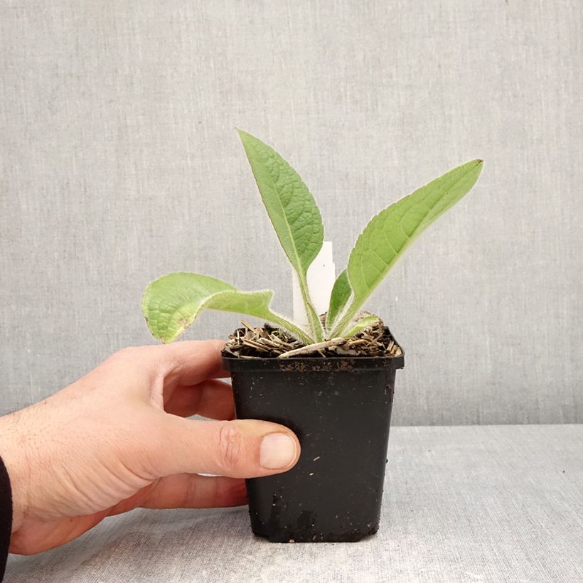 Amostra de Silphium mohrii Vaso de 8/9 cm tal como entregue na primavera