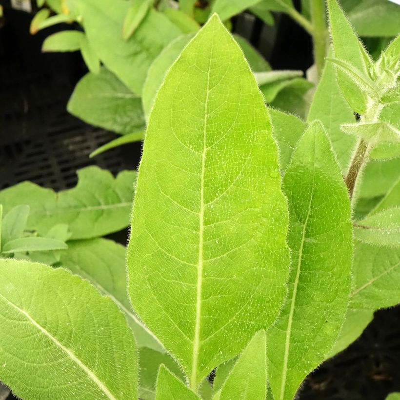 Silphium mohrii (Folhagem)