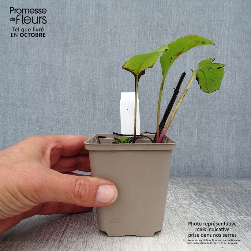 Amostra de Silphium perfoliatum Vaso de 8/9 cm tal como entregue no outono