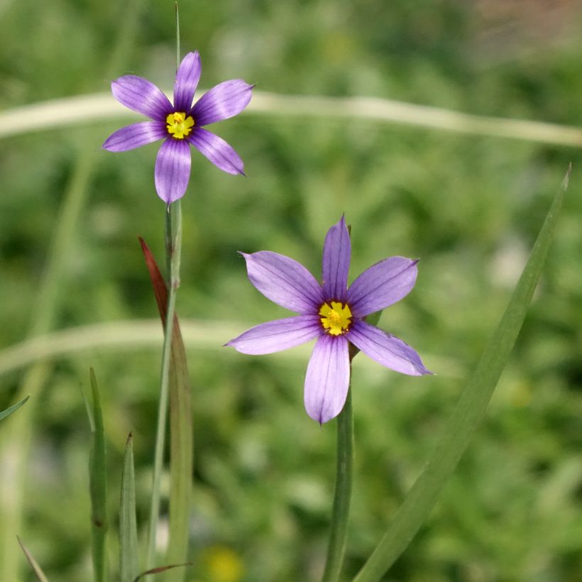 Sisyrinchium bellum (Floração)