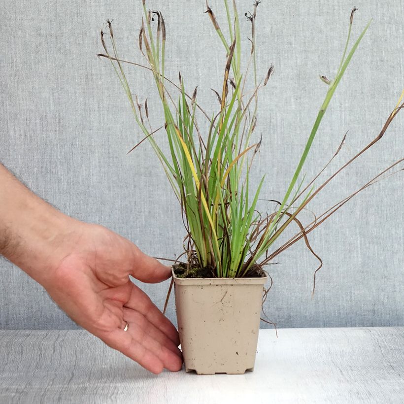 Amostra de Sisyrinchium angustifolium Lucerne Vaso de 8/9 cm tal como entregue no verão