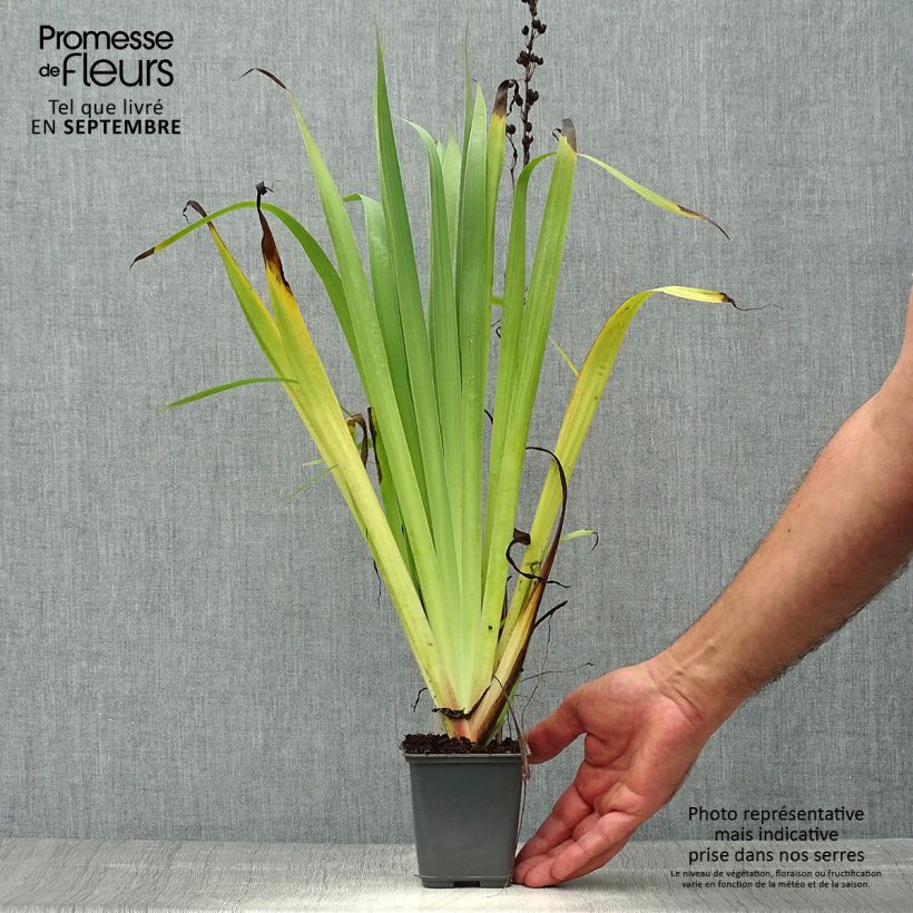 Amostra de Sisyrinchium striatum Aunt May Vaso de 8/9 cm tal como entregue no outono