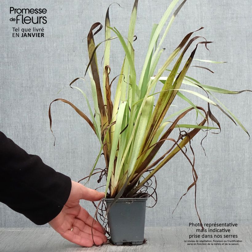 Amostra de Sisyrinchium striatum Aunt May - Bermudienne  panachée Godet de 8/9 cm tal como entregue no inverno