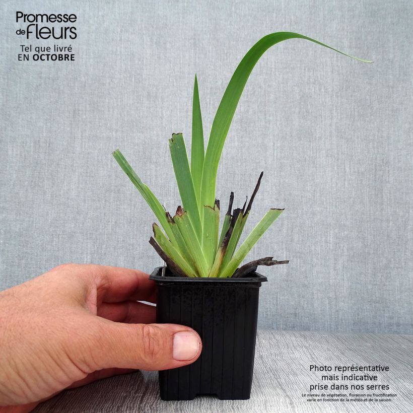 Amostra de Sisyrinchium striatum Vaso de 8/9 cm tal como entregue no outono