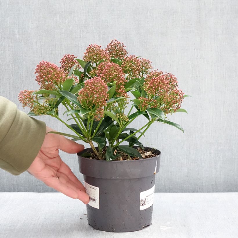 Amostra de Skimmia du Japon Marlot - Skimmia japonica  Vaso de 2 L/3 L tal como entregue no inverno
