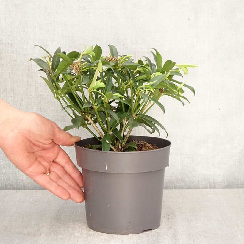 Amostra de Skímia japonica Marlot Vaso de 2 L/3 L tal como entregue na primavera