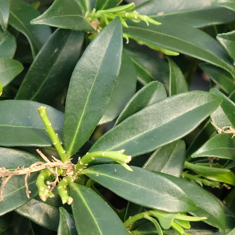 Skímia japonica Marlot (Folhagem)