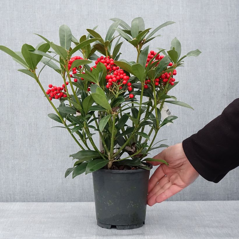 Amostra de Skimmia japonica Pabella - Skimmia du Japon  Vaso de 2 L/3 L tal como entregue no inverno