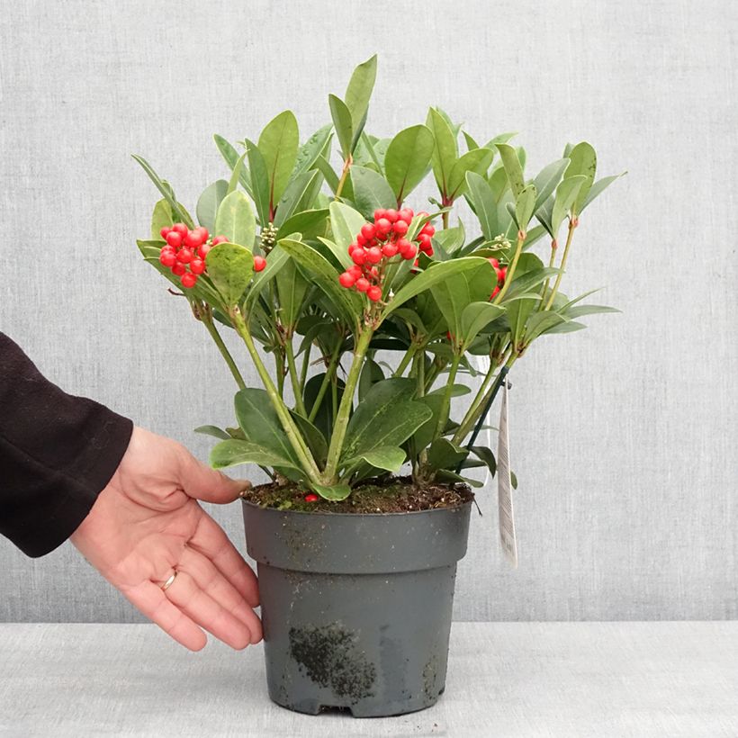 Amostra de Skimmia japonica Temptation - Skimmia du Japon  Pot de 2L/3L tal como entregue no inverno