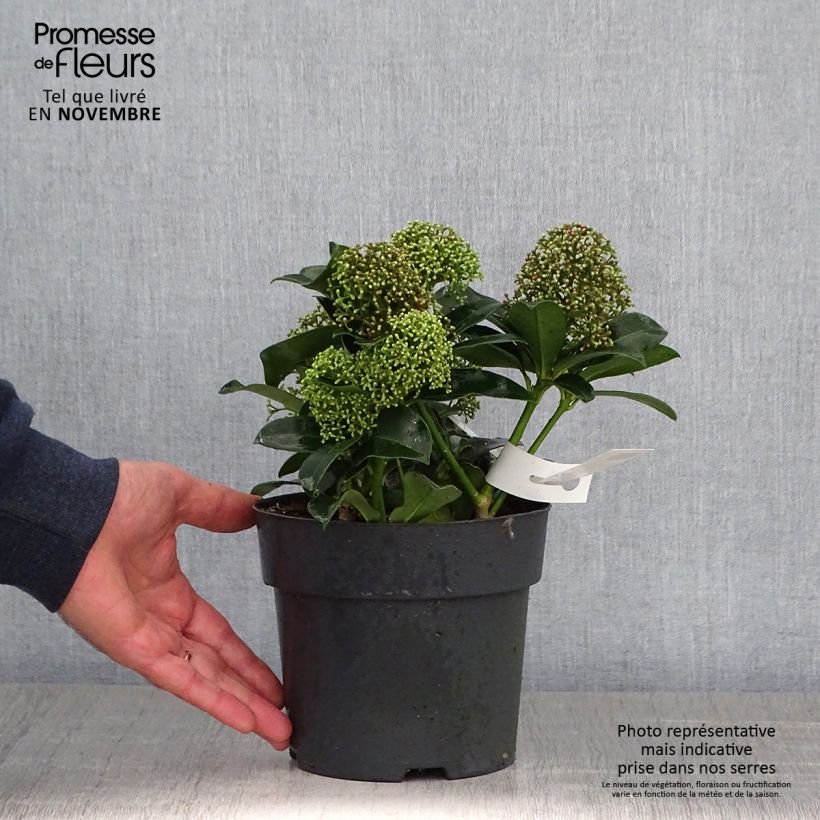 Amostra de Skimmia japonica Fragrant Cloud Vaso de 2 L/3 L tal como entregue no outono