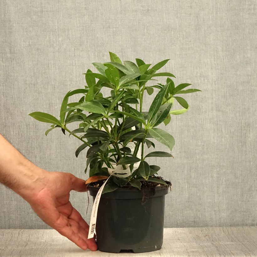 Amostra de Skimmia japonica Fragrant Cloud Vaso de 2 L/3 L tal como entregue no verão
